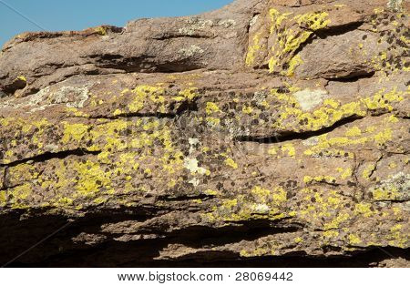 muschio giallo su una parete di roccia