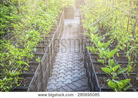 Plant Saplings In Pots Sunkissed And Ready For Planting In New York City Garden During Sunny Summer 