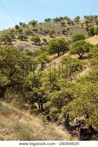 Gli alberi e le montagne di Memoriale Nazionale Coronado
