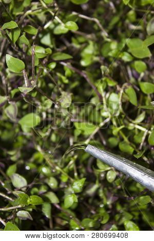 Garden Aluminum Watering Can With Raindrops Watered Green Plant