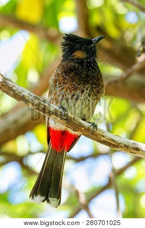 Red-vented Bulbul (pycnonotus Cafer) Sitting On A Tree, Fiji