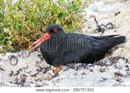 Variable Oystercatcher Sitting On Nest, Kaikoura Peninsula, South Island, New Zealand. It Is Endemic