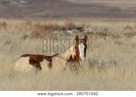 A Cute Wild Horse Foal In The Utah Desert In Winter
