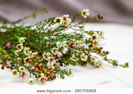 Sprigs Of White Chamelacium Flowers On Light And Gray Backgrounds