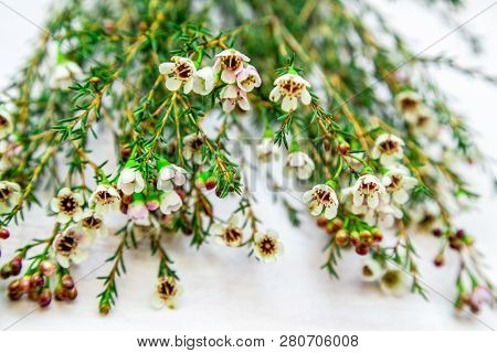 Chamelacium White Flowers On A Light Background Close-up