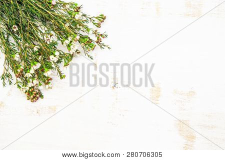 Sprigs Of White Flowers Chamelacium On A Light Worn Background, Copy Space