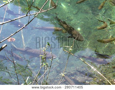 Flock Of Fishes Swim In Clear And Pure Blue Water. Lake, Summer.