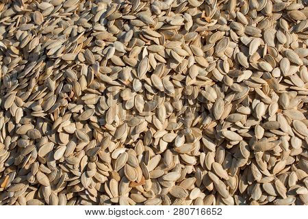 A Lot Of Seeds Large Pumpkin Seeds