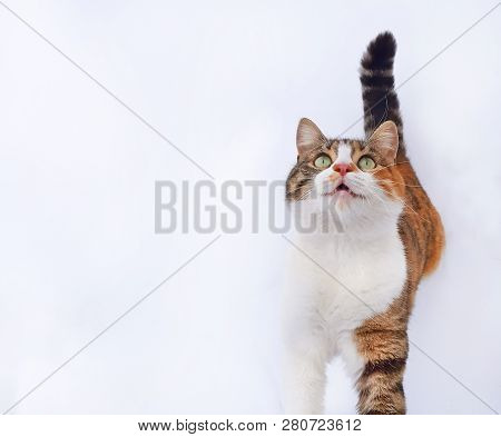 An Adorable Cat Meows And Wait For Food