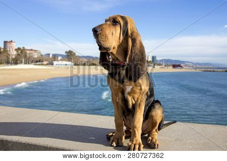 A Beautiful Bloodhound Puppy At 5 Months Sits On The Backdrop Of The Sea On A Sunny Day.