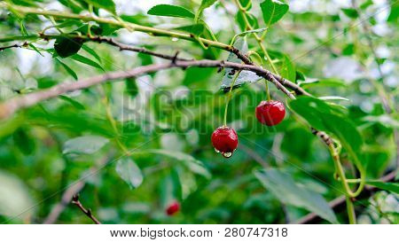 Close-up Of A Cherry After Rain, Drop Of Water Visible
