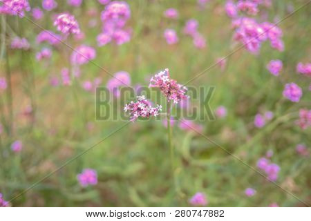 Beautiful Verbena Field In Mon Jam Mountain At Chiang Mai City Thailand