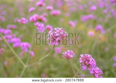 Beautiful Verbena Field In Mon Jam Mountain At Chiang Mai City Thailand