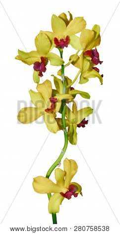 Beautiful Yellow Orchid Branch Variety Phalaenopsis Oncidium On White Isolated Background