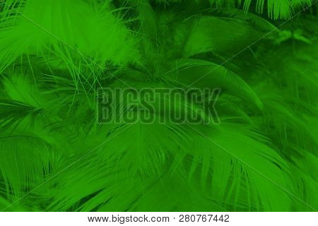 Beautiful Dark Green Viridian Vintage Color Trends Feather Texture Background
