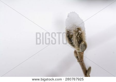 Bud Of Magnolia In Winter Scene With Snow