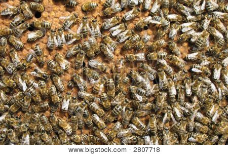 Abejas jóvenes