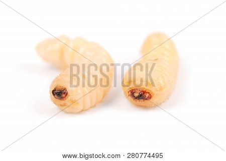 Larva Bark Beetle (scolytinae). Larva Of Bark Beetles Legless Isolated On White Background.