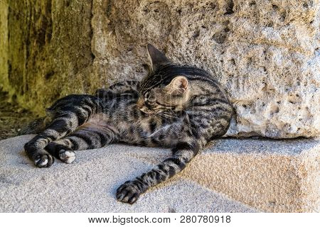 A Street Cat Is Grooming Itself On A Stone Wall On The Greek Island Of Rhodes