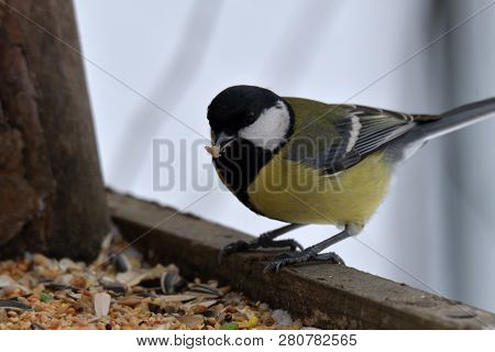 Bird Tomtit Feeding Sunflower On The Ground Snow In Winter Close Up Fodder Rack With Sunflowers Mill