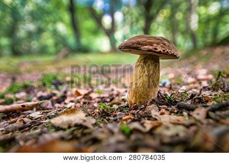 Brown Wild Mushroom