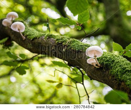 This Is A Picture Of A Woodland Path In County Fermanagh In Northern Ireland