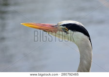 Close Up Head Shot Of A Heron