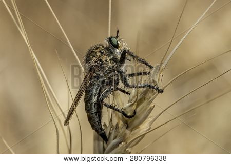Robberfly
 Resting In The Thickets Of Wheat In The Field On A Hot Day In Summer