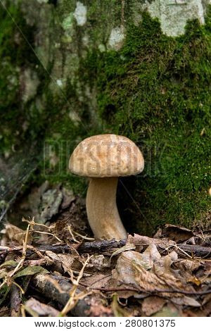 Porcini Mushroom Grows On The Forest Floor At Autumn Season..
