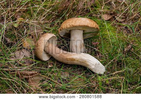 Group Of Porcini Mushrooms (boletus Edulis, Cep, Penny Bun, Porcino Or King Bolete) On Natural Backg