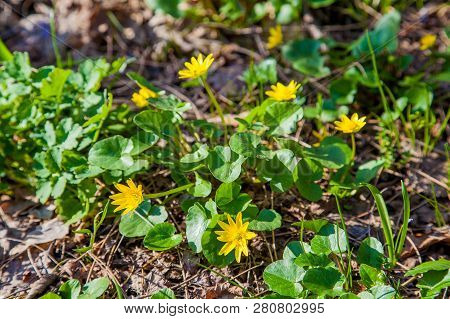 Group Of Marsh Marigold (caltha Palustris) Blooming In Spring Forest.