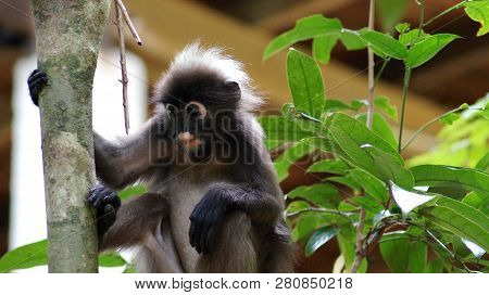 Kedah, Langkawi, Malaysia - Apr 08th, 2015: An Adult Dusky Leaf Monkey Or Langur Is Sitting Among Le