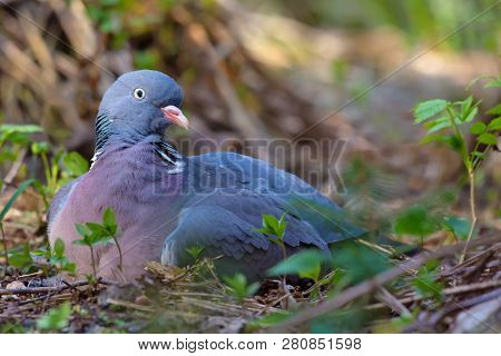 Female Common Wood Pigeon Sits And Rests On Ground What Looks Like A Hatching With A Nest On Earth