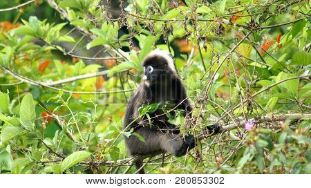 Gunung Raya, Langkawi, Malaysia - Apr 08th, 2015: An Adult Dusky Leaf Monkey Or Langur Is Sitting Am