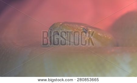 Python Molurus Bivittatus
