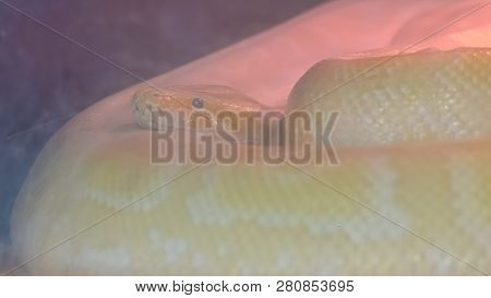 Python Molurus Bivittatus