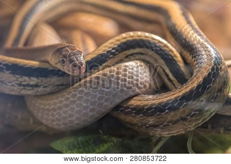 Coleognathus Radiatus Elaphe Snake