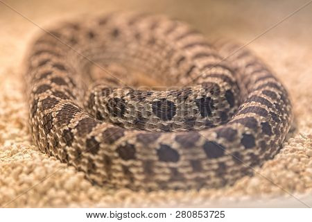 Heterodon Nasicus Snake