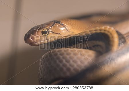 Coleognathus Radiatus Elaphe Snake