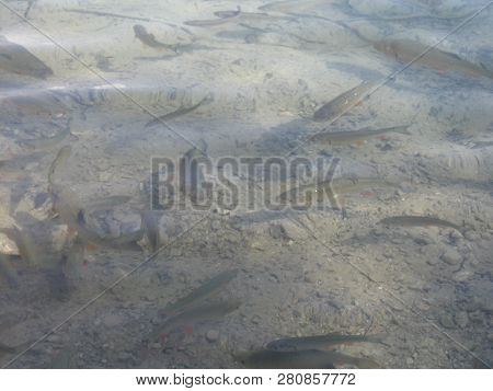 Flock Of Fishes Swim In Clear And Pure Water. Lake, Summer.