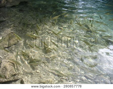 Flock Of Fishes Swim In Clear And Pure Water. Lake, Summer.