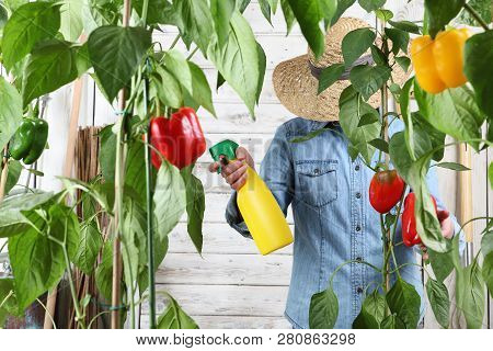 Woman Working In Vegetable Garden Spray Pesticide On The Green Leaves Of Sweet Peppers Lush Plants, 