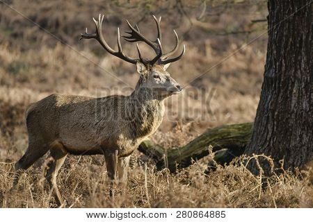 Stunning Red Deer Stag Cervus Elaphus With Majestic Antelrs In Autumn Fall Froest Landscape