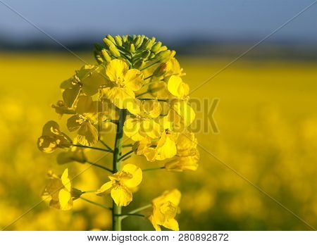 Detail Of Flowering Rapeseed Canola Or Colza Field In Latin Brassica Napus, Plant For Green Energy A