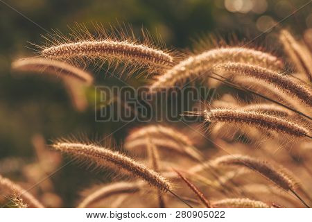 Pennisetum Pedicellatum Trin Grass In The Meadow And Morning Sunlight.