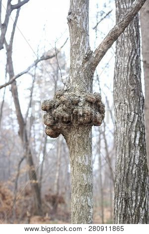 A Gnarl Or Knot In Wood Looks Like Nodule.