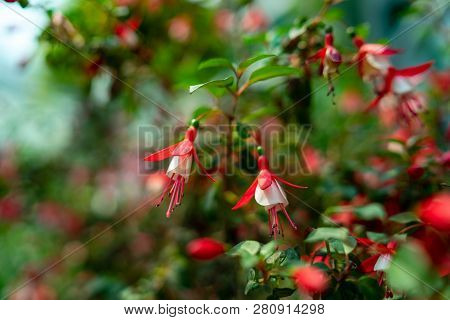 Fuchsia Flowers In The Garden,beautiful Fuchsia Magellanica Flower, Hummingbird Fuchsia Or Hardy Fuc