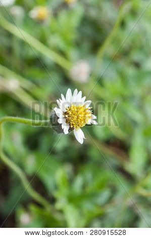 Close Up Fresh Coatbuttons Flower In Garden