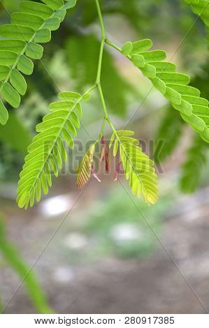 Fresh Green Tamarindus Indica Tree In Nature Garden