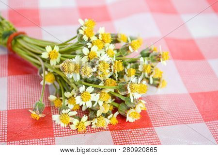 Close Up Fresh Coatbuttons Flower On Tablecloth
